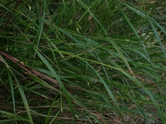 Anthoxanthum rariflorum