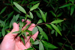 Notelaea ligustrina