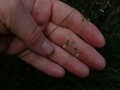 Anthoxanthum rariflorum