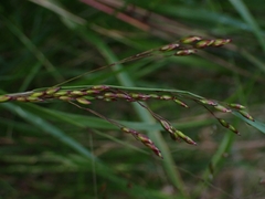 Anthoxanthum rariflorum