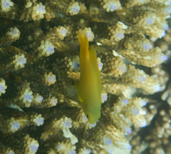 Pomacentrus moluccensis