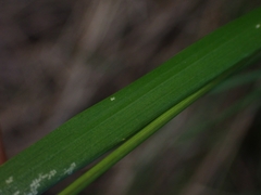 Anthoxanthum rariflorum
