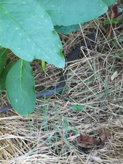 Hierophis viridiflavus