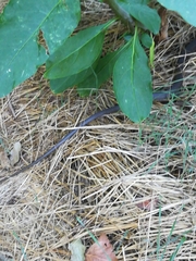 Hierophis viridiflavus