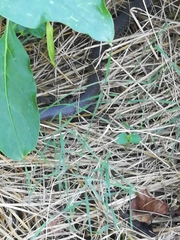 Hierophis viridiflavus