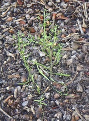 Lepidium pseudopapillosum