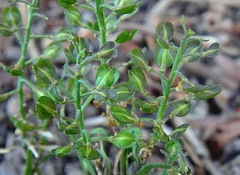Lepidium pseudopapillosum