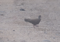 Galloperdix lunulata