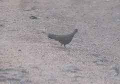 Galloperdix lunulata