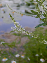 Melilotus albus