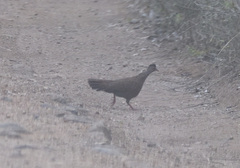 Galloperdix lunulata