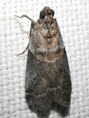 Acrobasis glaucella