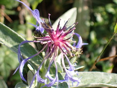 Centaurea triumfettii