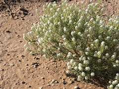 Lepidium alyssoides