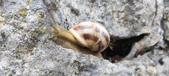 Helix lucorum