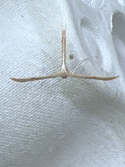 Emmelina monodactyla