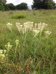 Arnoglossum