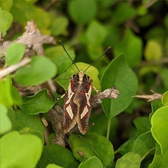 Aegocera venulia