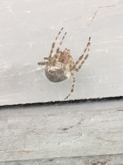 Araneus cavaticus