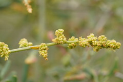 Chenopodium nitrariaceum