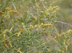 Chenopodium nitrariaceum