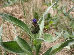 Centaurea triumfettii