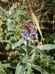 Centaurea triumfettii