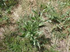 Centaurea triumfettii