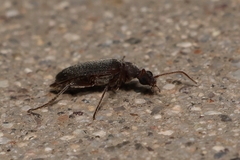Bactrocerus concolor