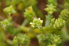 Tecticornia triandra