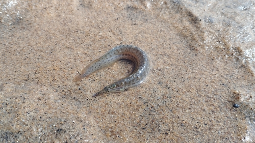 Barred spiny eel (Macrognathus pancalus) — Mastacembelidae — 4