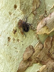 Poecilometis strigatus