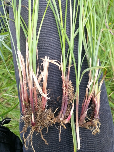 Carex vesicaria iNat (2)