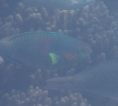 Scarus rivulatus