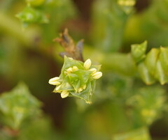 Tecticornia triandra