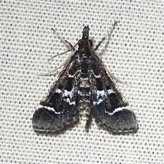 Diasemiodes janassialis