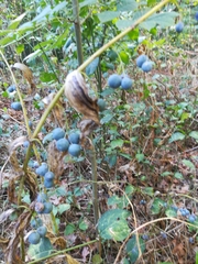 Polygonatum multiflorum