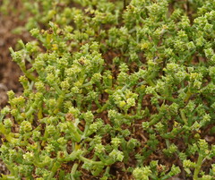 Tecticornia triandra