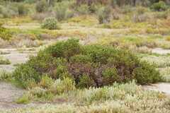 Tecticornia triandra