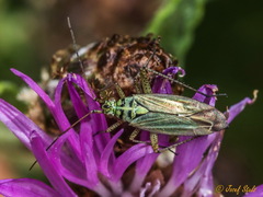 Oncotylus viridiflavus