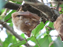 Epomophorus crypturus