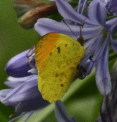 Afrodryas leda