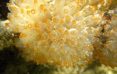 Ecteinascidia turbinata