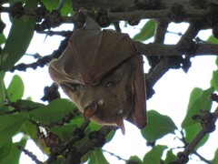 Epomophorus crypturus