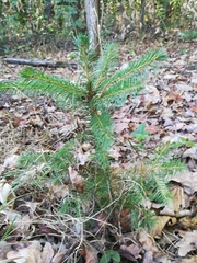 Picea abies