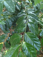 Diospyros maritima