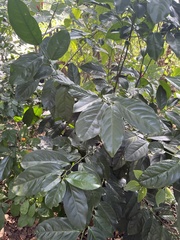 Diospyros maritima