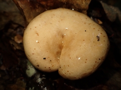 Lactarius pallidus