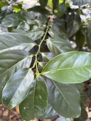 Diospyros maritima