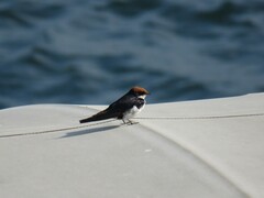 Hirundo smithii smithii